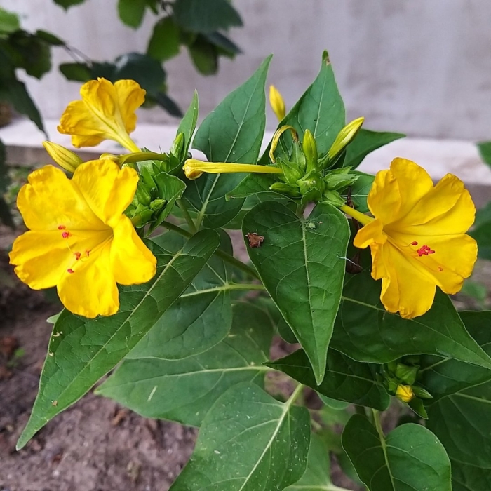 Неприхотливые цветы