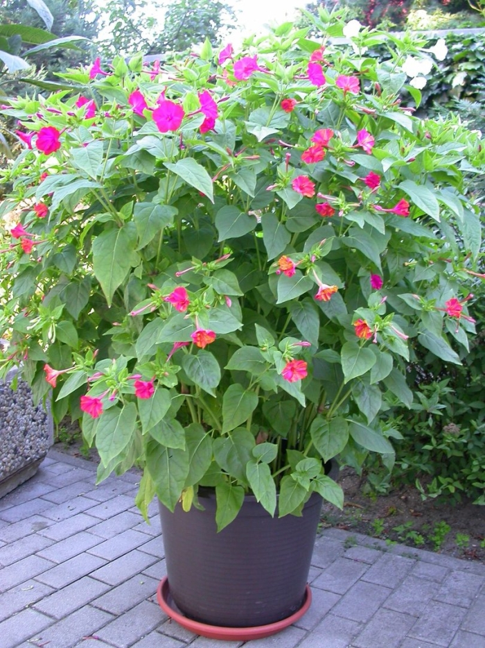 Мирабилис куст