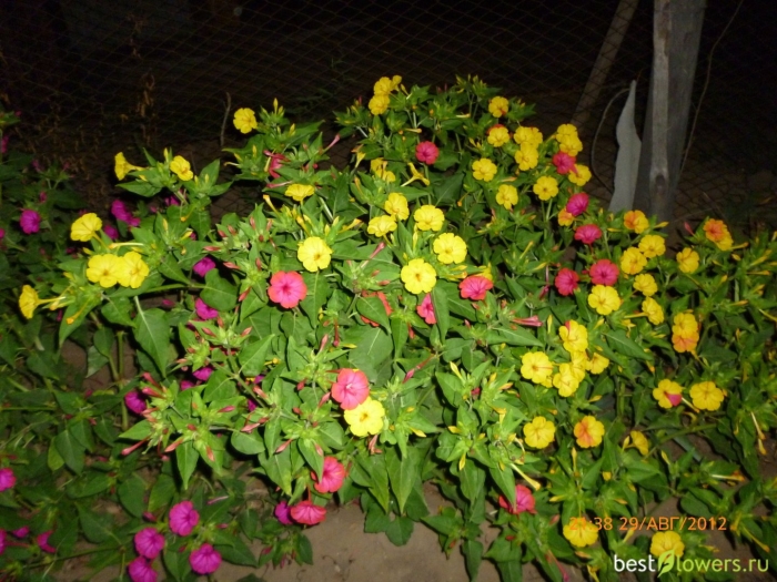 Цветок ночная красавица мирабилис