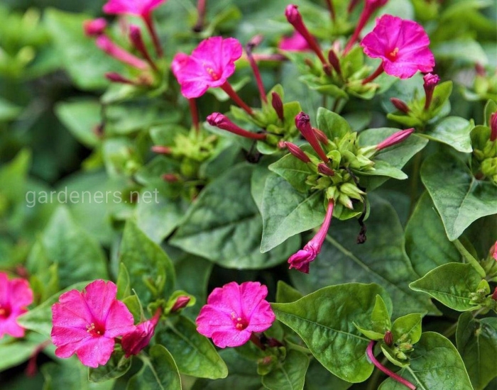 Вечерняя зорька цветок