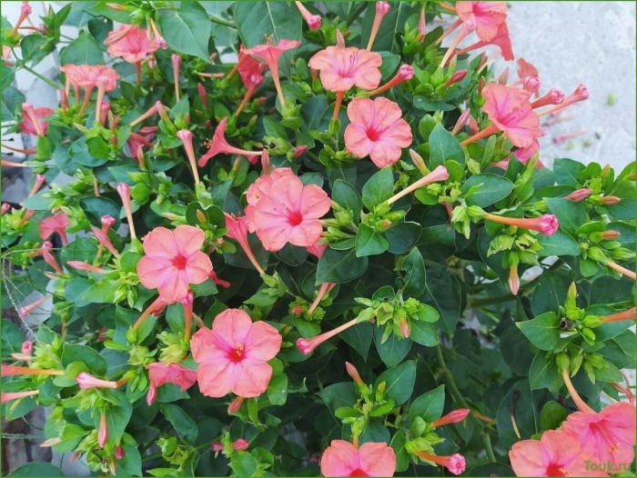 Мирабилис иоланта