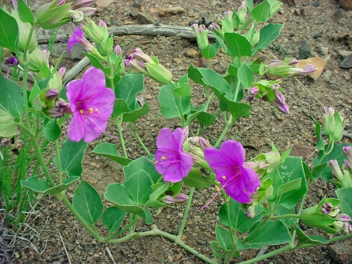 Mirabilis multiflora