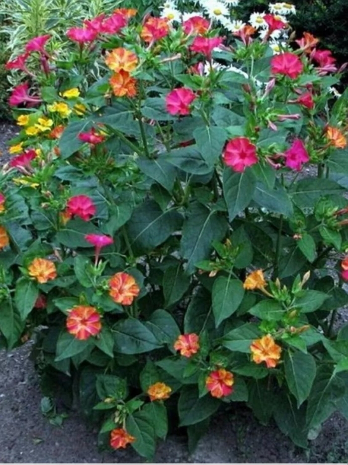 Мирабилис ялапа ночная красавица