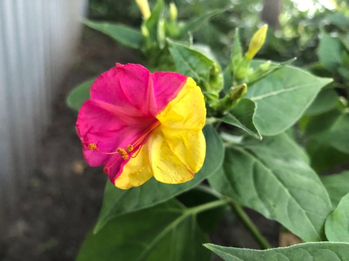 Мирабилис выращивание