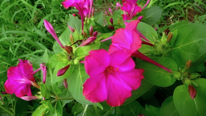 Мирабилис пурпурный леденец