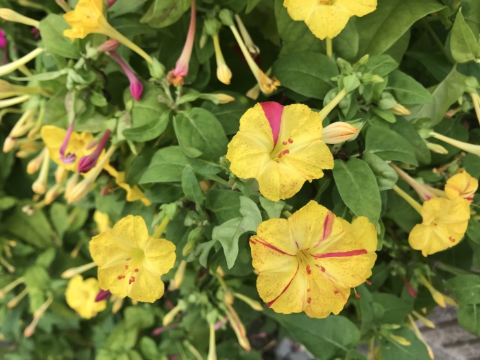 Мирабилис ялапа