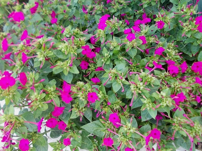 Мирабилис иоланта