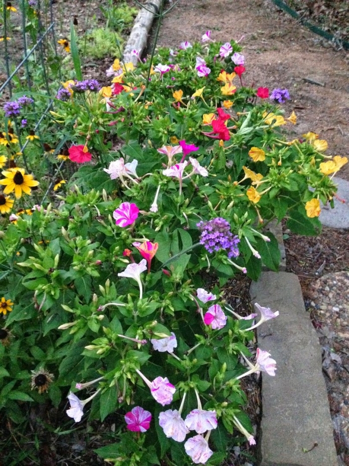 Мирабилис иоланта