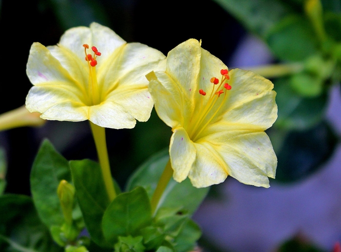 Мирабилис желтый