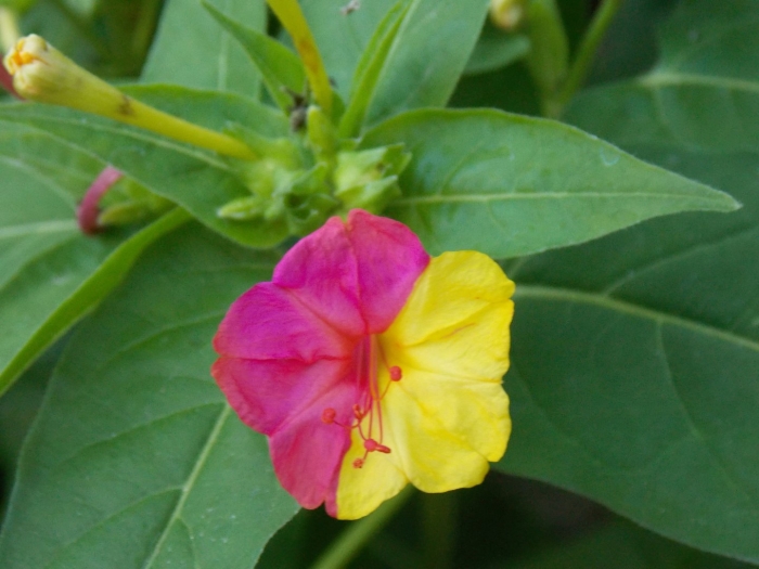 Цветок ночная красавица мирабилис