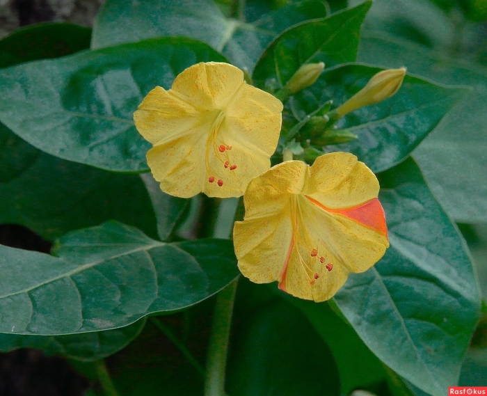 Зорька цветы мирабилис