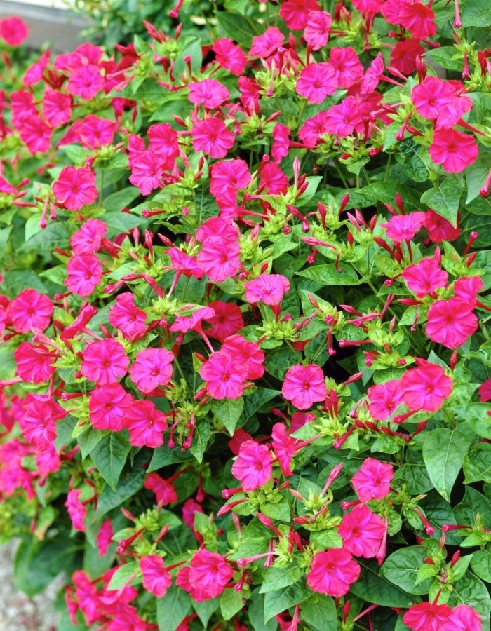 Цветок ночная красавица мирабилис