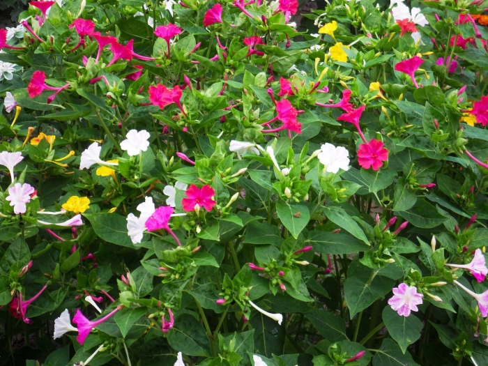 Мирабилис дракоша