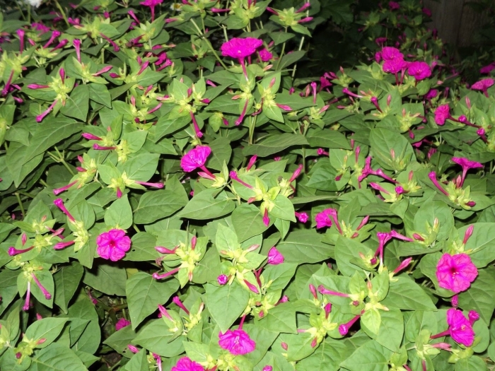 Цветок ночная красавица мирабилис