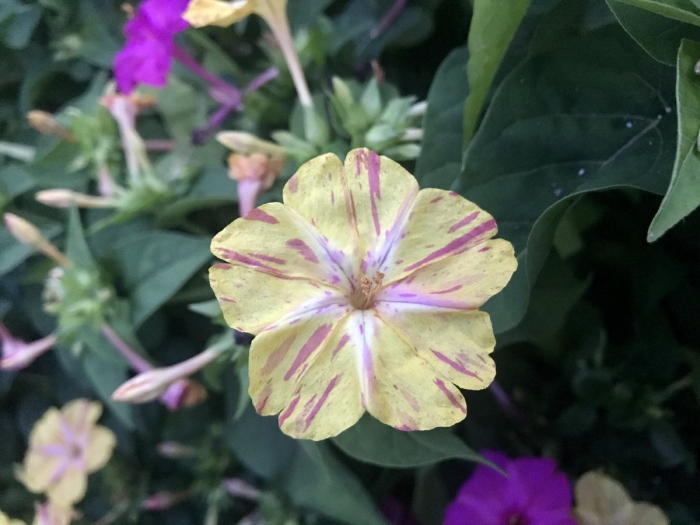 Цветок ночная красавица мирабилис семена