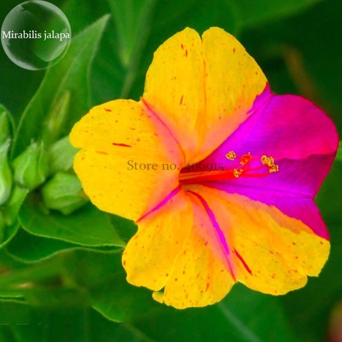 Мирабилис ялапа нк