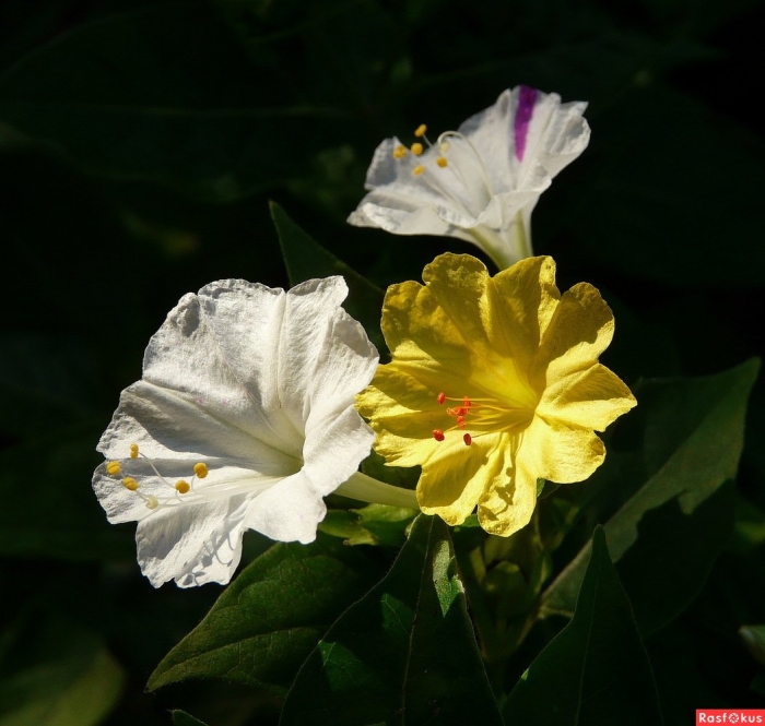 Цветок ночная красавица мирабилис