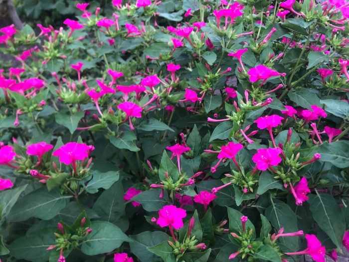 Зорька цветок садовый