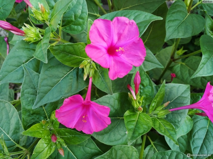 Мирабилис растение
