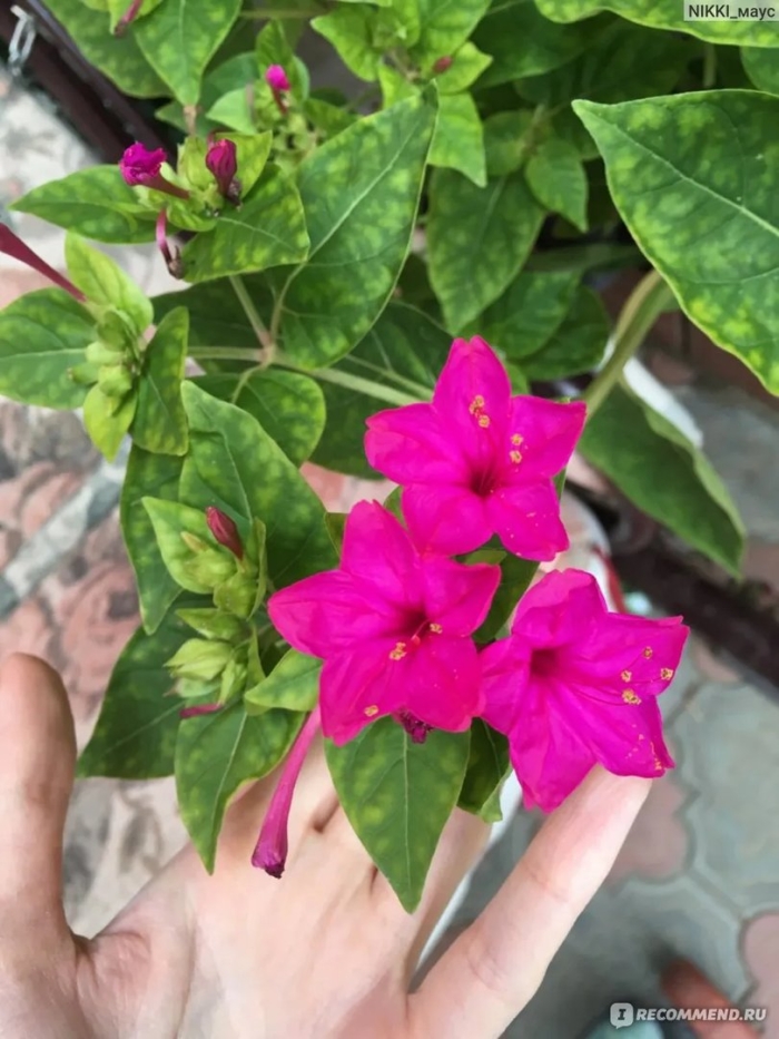 Мирабилис ялапа ночная красавица