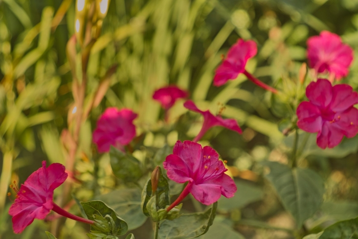 Цветок ночная красавица мирабилис