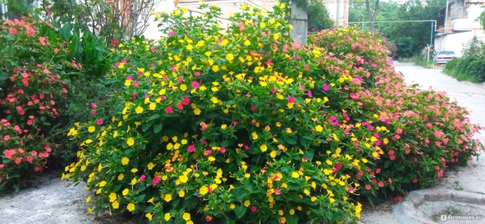 Мирабилис ялапа