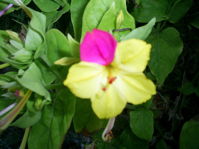 Цветок ночная красавица мирабилис