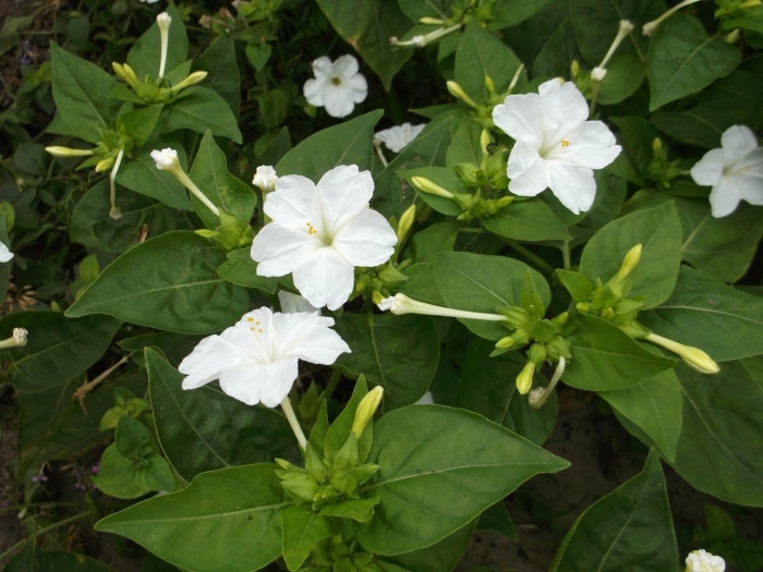 Мирабилис белый