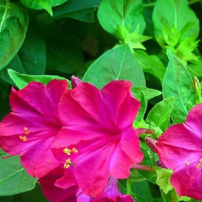 Цветок ночная красавица мирабилис