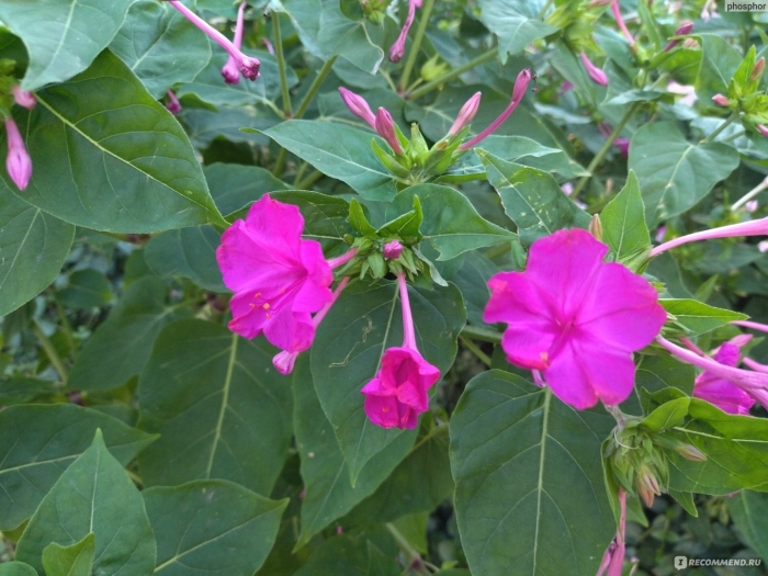 Мирабилис ялапа иоланта