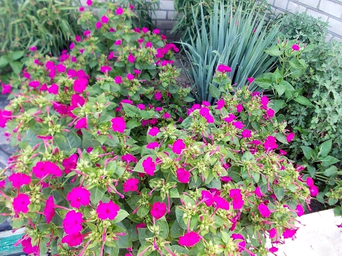 Однолетник мирабилис