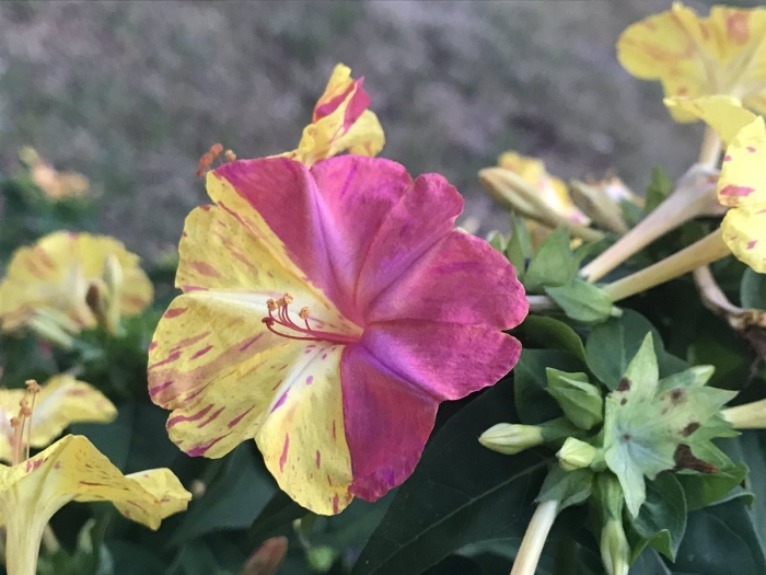 Цветок ночная красавица мирабилис