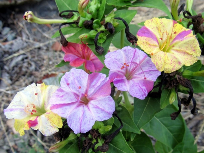 Цветок ночная красавица мирабилис