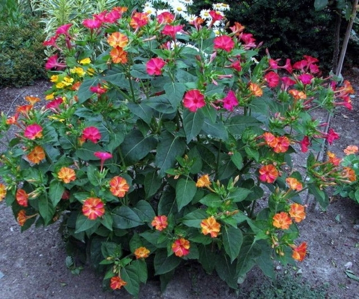 Мирабилис ялапа ночная красавица