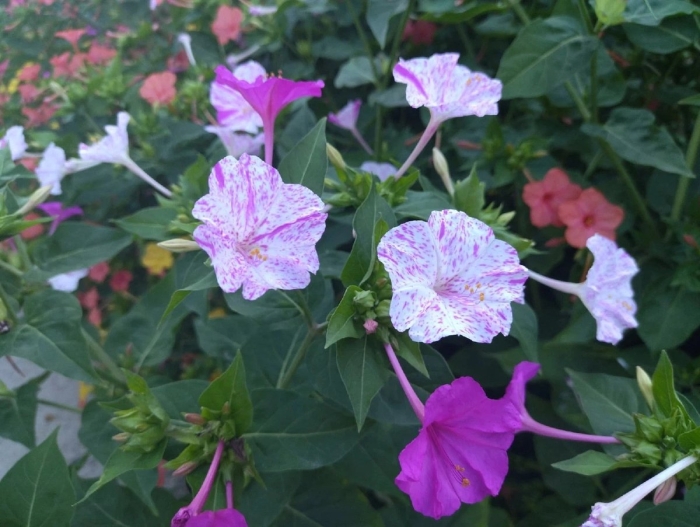 Мирабилис пурпурный