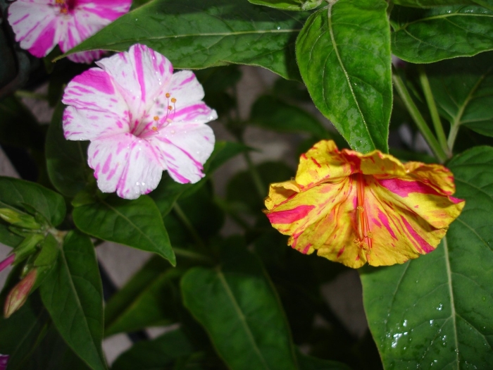 Цветок ночная красавица мирабилис