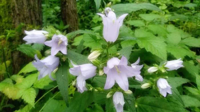 Колокольчик крапиволистный bernice