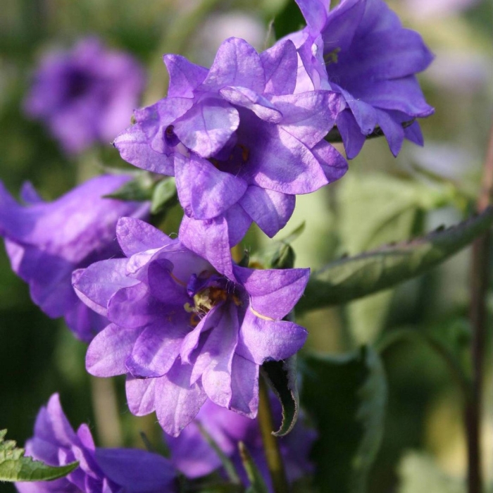 Campanula trachelium bernice
