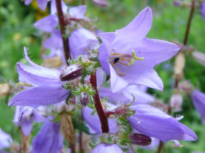 Campanula bononiensis