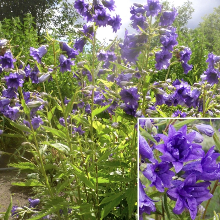 Колокольчик (кампанула) широколистный