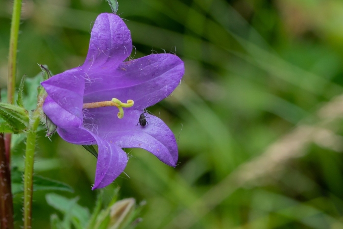 Campanula trachelium