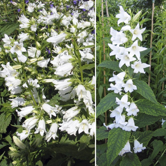 Колокольчик пирамидальный альба