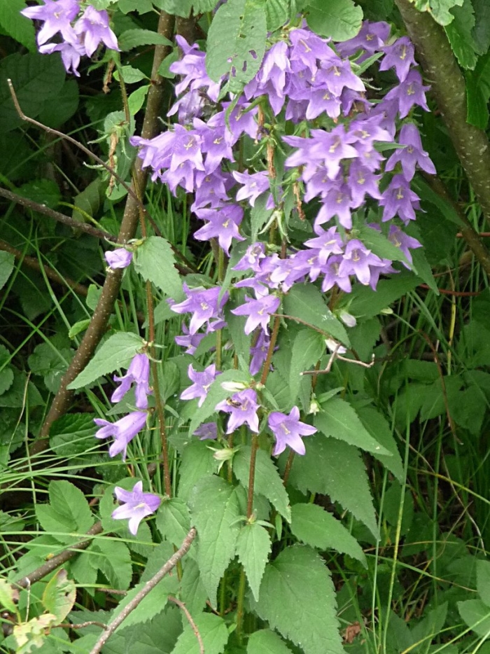 Campanula trachelium