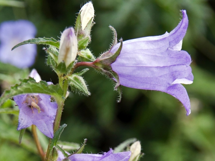 Campanula trachelium