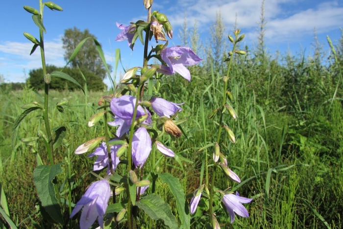 Колокольчик campanula bernice