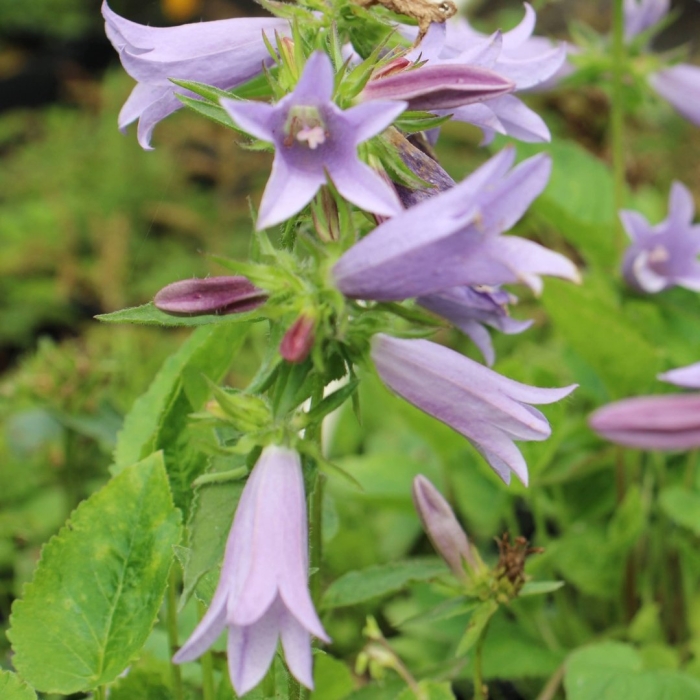 Колокольчик campanula viking