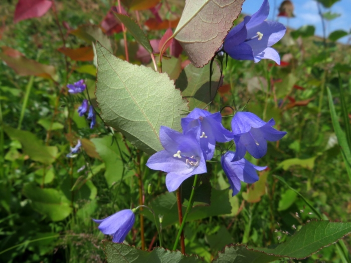 Колокольчик доломитовый