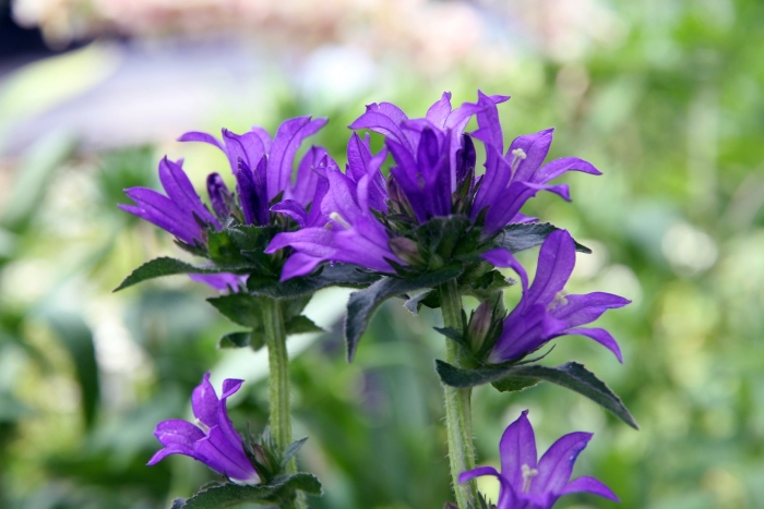 Колокольчик скученный campanula glomerata