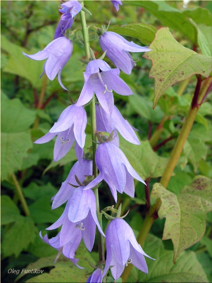 Колокольчик рапунцелевидный campanula
