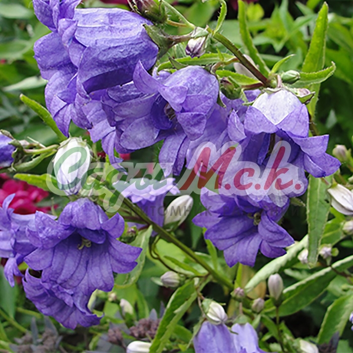 Колокольчик крапиволистный бернис